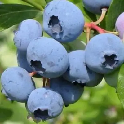 Голубика ДАРРОУ в Гомеле