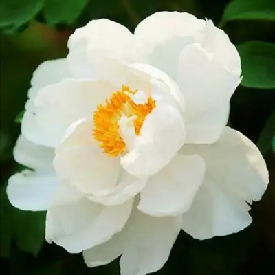 Пион ЛЕТНИЙ ДВОРЕЦ древовидный в Гомеле