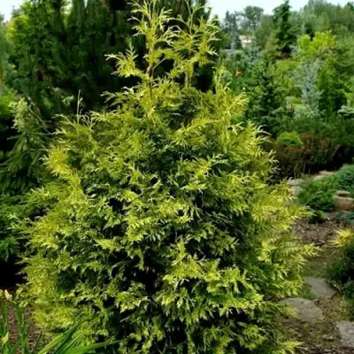 Туя ЗЕБРИНА ЭКСТРА ГОЛД складчатая в Гомеле