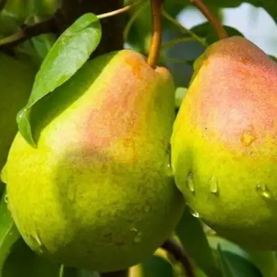 Груша ФЛЕЙТА в Гомеле