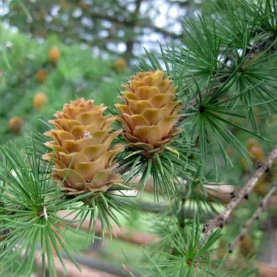 Лиственница КЕМПФЕРА в Гомеле