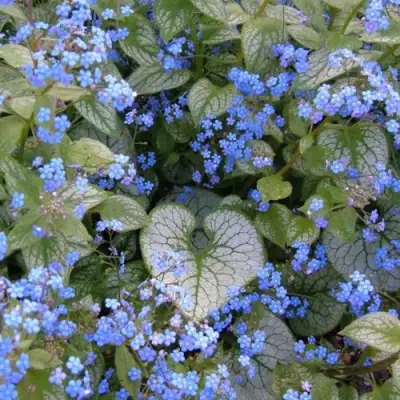 Бруннера ДЖЭК ФРОСТ в Гомеле