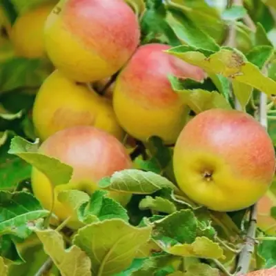 Яблоня ПАМЯТЬ БЛЫНСКОГО колонновидная в Гомеле