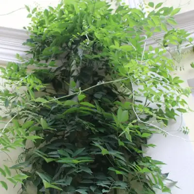 Глициния макростахия БЛЮ МУН в Гомеле