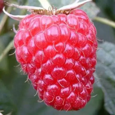 Малина ремонтантная Брусвяна