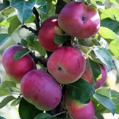 Яблоня ЕСЕНИЯ колонновидная в Гомеле