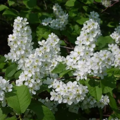 Черемуха ПАМЯТИ САЛАМАТОВА в Гомеле