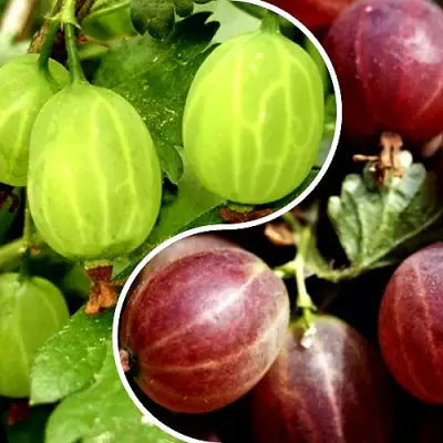 Комплект СКАЗКА в Гомеле