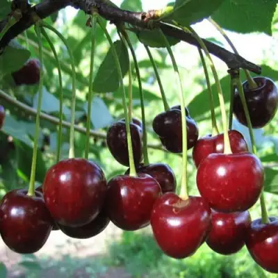 Вишня БЫСТРИНКА в Гомеле