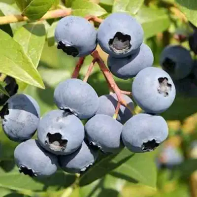 Голубика КРОЭТЭН в Гомеле