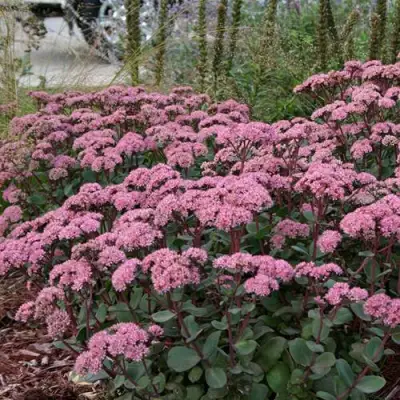 Очиток (седум) МАТРОНА в Гомеле