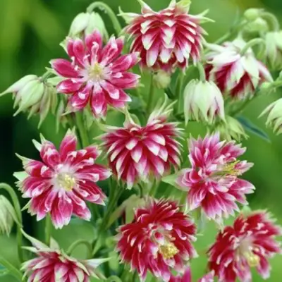 Аквилегия БАРЛОУ НОРА гибрид МакКаны в Гомеле