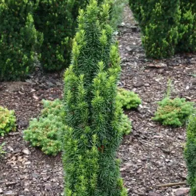 Тис ВОЙТЕК средний  в Гомеле