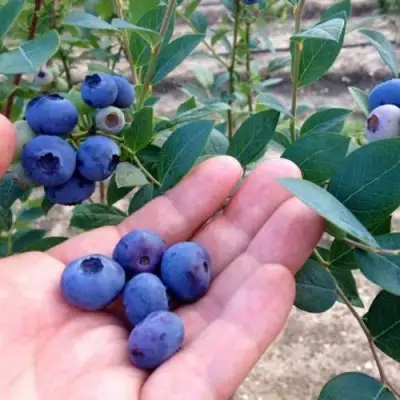 Голубика НОРТ КАНТРИ в Гомеле