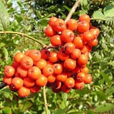 Рябина КОНЦЕНТРА сладкоплодная в Гомеле