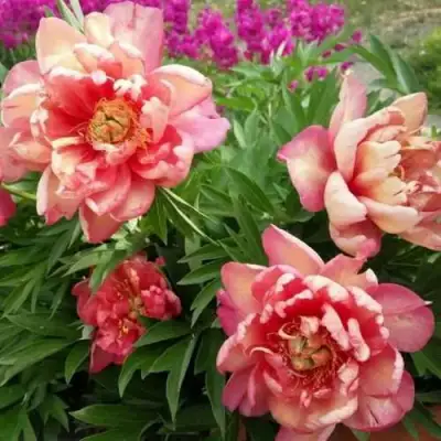 Пион ДЖУЛИЯ РОУЗ ито-гибрид в Гомеле