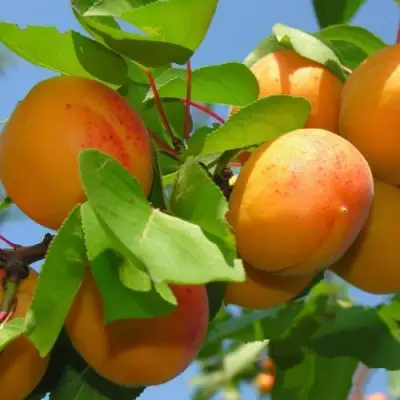 Абрикос КИЕВСКИЙ РАННИЙ в Гомеле