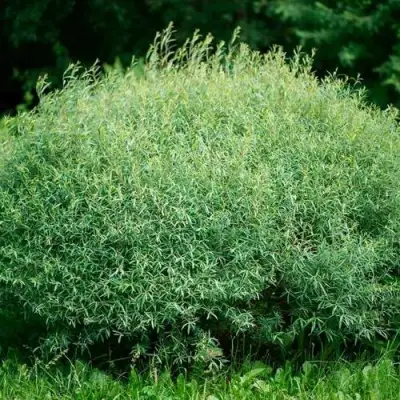 Ива НАНА пурпурная в Гомеле