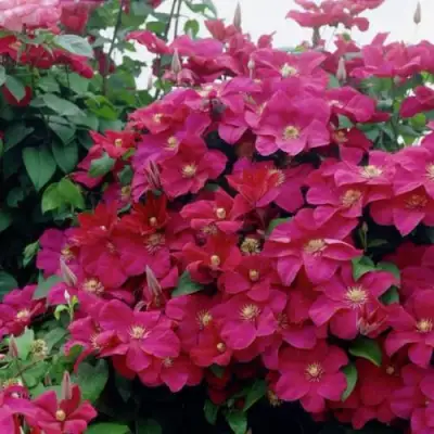 Клематис РУЖ КАРДИНАЛ в Гомеле