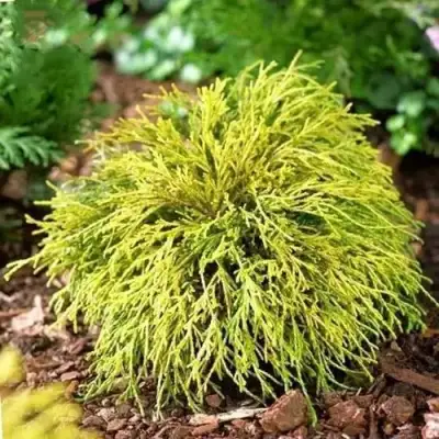 Кипарисовик ВАВЕЛ горохоплодный в Гомеле