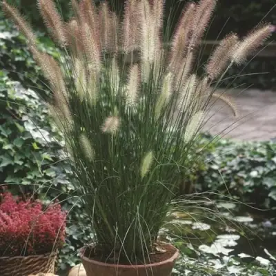 Пеннисетум ХАМЕЛН в Гомеле