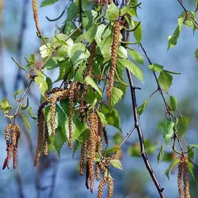 Береза ПОВИСЛАЯ в Гомеле