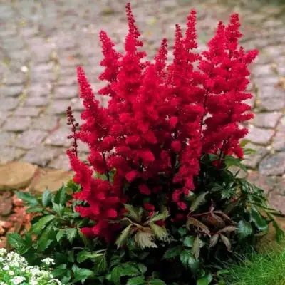 Астильба ГЛАТ Арендса в Гомеле