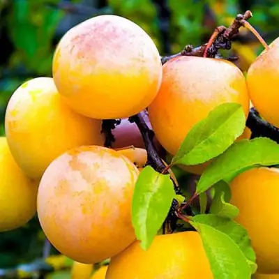 Слива МИНСКАЯ в Гомеле