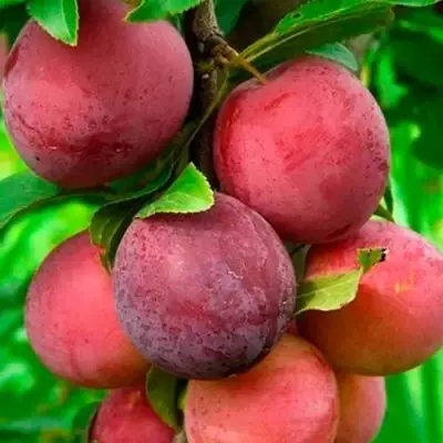 Слива КЛЕОПАТРА в Гомеле