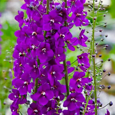 Коровяк ВИОЛЕТТА (вербаскум) в Гомеле