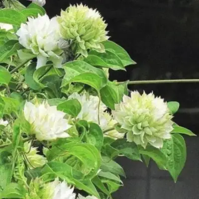 Клематис КОХАНА в Гомеле