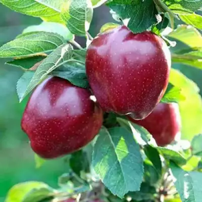 Яблоня РЕД ДЕЛИШЕС в Гомеле