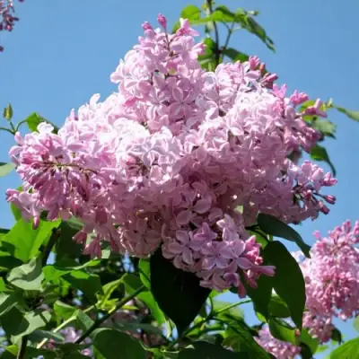 Сирень БУФФОН в Гомеле