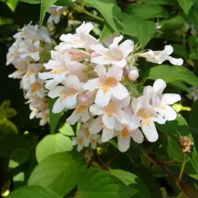 Кольквиция прелестная в Гомеле