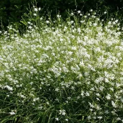 Венечник ветвистый в Гомеле
