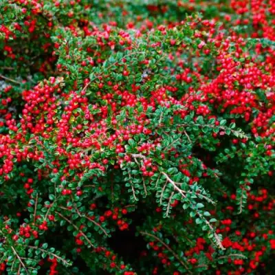 Кизильник горизонтальный в Гомеле