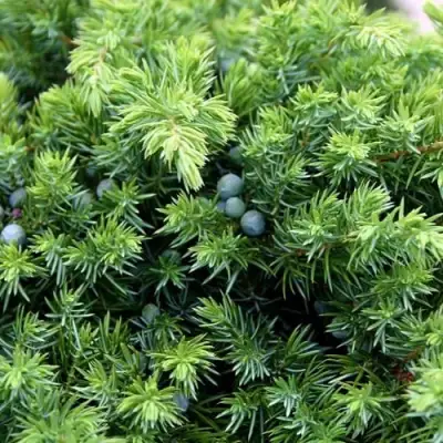 Можжевельник ШЛЯГЕР прибрежный в Гомеле