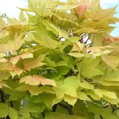 Клен ложноплатановый в Гомеле