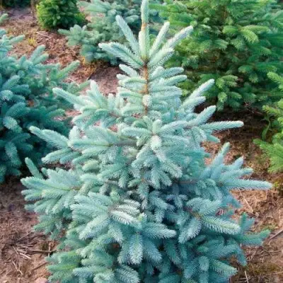 Ель КЕЙБАБ колючая в Гомеле