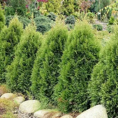 Туя СМАРАГД ВИТБОНТ западная в Гомеле