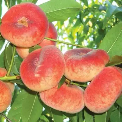 Персик САТУРН ИНЖИРНЫЙ в Гомеле