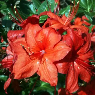 Азалия ДОЛОРОСО листопадная в Гомеле