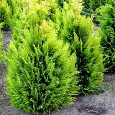 Кипарисовик ИВОНЕ лавсана в Гомеле