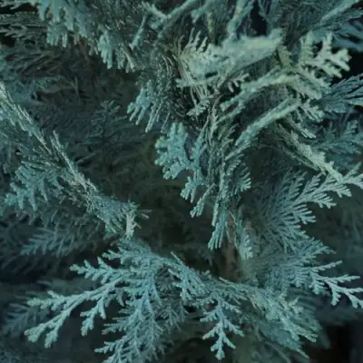 Кипарисовик ВАН ПЕЛЬТС БЛЮ лавсона в Гомеле