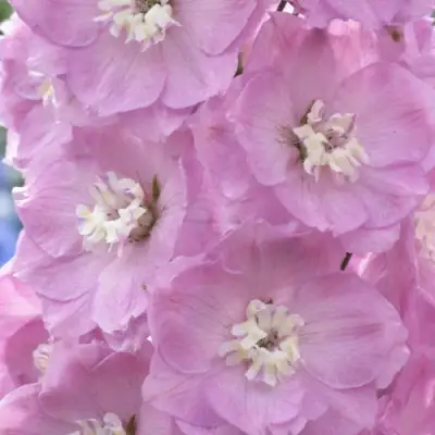 Дельфиниум ПЕТТИКОУТ гибридный в Гомеле