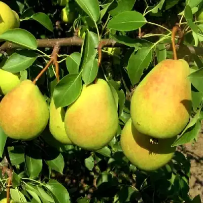 Груша ФЛЕЙТА в Гомеле