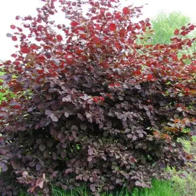 Фундук СИРЕНА в Гомеле