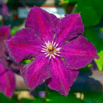 Клематис ГРЮНВАЛЬД в Гомеле