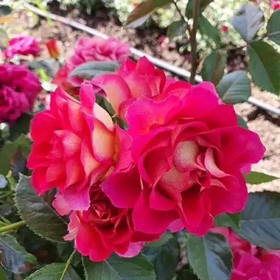 Роза БРЕРА флорибунда в Гомеле