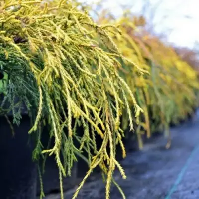 Кипарисовик ВАВЕЛ горохоплодный в Гомеле